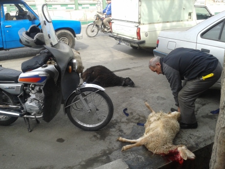 Das Schaf wurde nicht für unserere Mahlzeit an der Straße geschlachtet